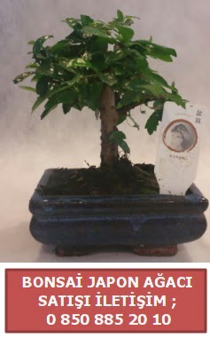 Japon aac minyar bonsai sat  Hediye iek iek online iek siparii 
