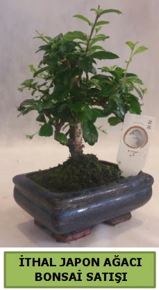 thal japon aac bonsai bitkisi sat  Hediye iek hediye sevgilime hediye iek 