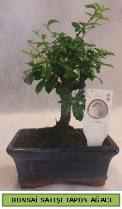 Minyatr bonsai aac sat  Hediye iek anneler gn iek yolla 