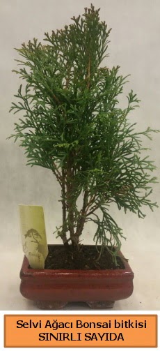 Selvi aac bonsai japon aac bitkisi  Hediye iek iek online iek siparii 