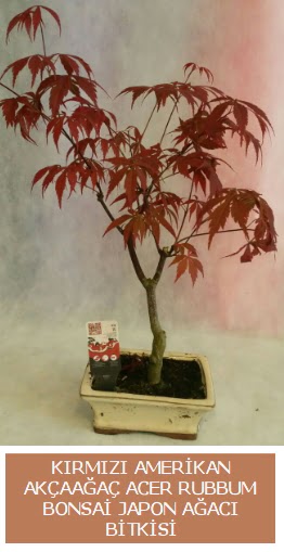 Amerikan akaaa Acer Rubrum bonsai  Hediye iek iek sat 