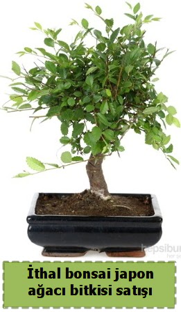 thal bonsai saks iei Japon aac sat  Hediye iek cicekciler , cicek siparisi 