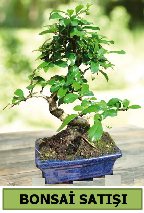 am bonsai japon aac sat  Hediye iek iek online iek siparii 