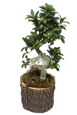 Doal ktkte bonsai saks bitkisi  Hediye iek cicekciler , cicek siparisi 