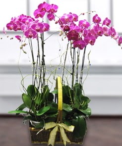 7 dall mor lila orkide  Hediye iek uluslararas iek gnderme 