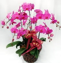 Sepet ierisinde 5 dall lila orkide  Hediye iek iek maazas , ieki adresleri 
