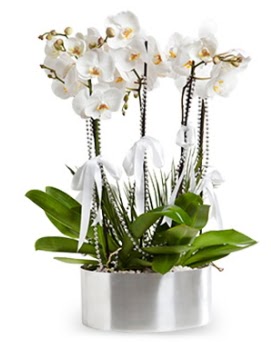 Be dall metal saksda beyaz orkide  Hediye iek 14 ubat sevgililer gn iek 
