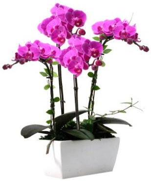 Seramik vazo ierisinde 4 dall mor orkide  Hediye iek iek online iek siparii 