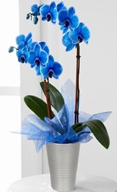 Seramik vazo ierisinde 2 dall mavi orkide  Hediye iek iek servisi , ieki adresleri 