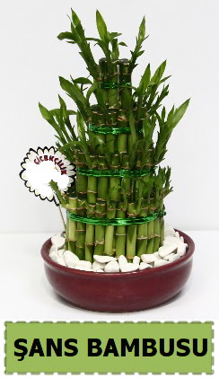 ans piramit bambu saks bitkisi  Hediye iek iek online iek siparii 