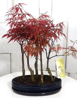 5 adet japon akaaa bonsai iei  Hediye iek iek online iek siparii 