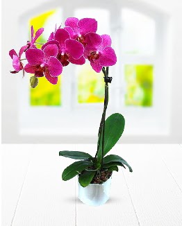 Tek dall mor orkide  Hediye iek iek online iek siparii 