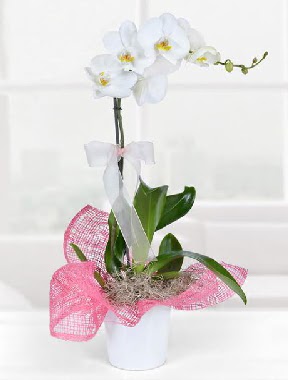 Tek dallı beyaz orkide seramik saksıda  Hediye Çiçek anneler günü çiçek yolla 