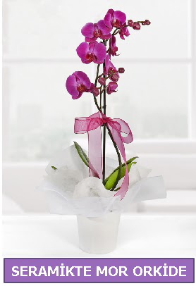 Seramik içerisinde birinci kalite tek dallı mor orkide  Hediye Çiçek cicekciler , cicek siparisi 