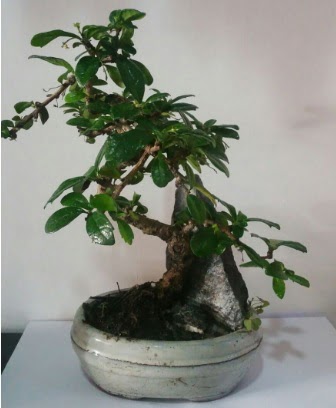 S eklinde ithal bonsai aac  Hediye iek 14 ubat sevgililer gn iek 