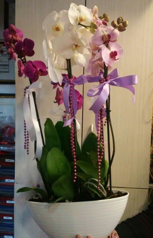 Mor ve beyaz ve pembe 6 dall orkide  Hediye iek iek maazas , ieki adresleri 
