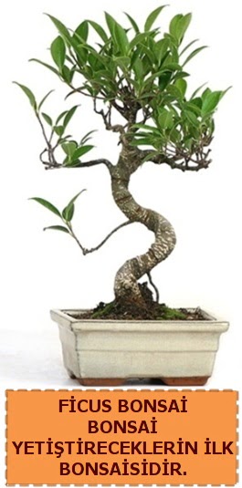 Ficus bonsai 15 ile 25 cm arasndadr  Hediye iek 14 ubat sevgililer gn iek 