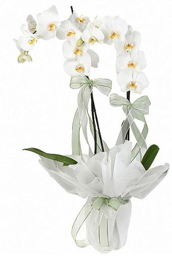 ift Dall Beyaz Orkide  Hediye iek ucuz iek gnder 
