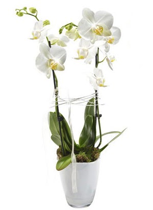 2 dall beyaz seramik beyaz orkide sakss  Hediye iek uluslararas iek gnderme 