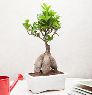 Exotic Ficus Bonsai ginseng  Hediye iek iek siparii sitesi 