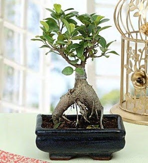 Appealing Ficus Ginseng Bonsai  Hediye iek ucuz iek gnder 