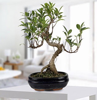 Gorgeous Ficus S shaped japon bonsai  Hediye iek iek siparii vermek 