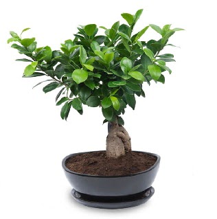 Ginseng bonsai aac zel ithal rn  Hediye iek online ieki , iek siparii 