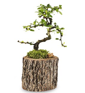 Doal ktkte S bonsai aac  Hediye iek iek online iek siparii 
