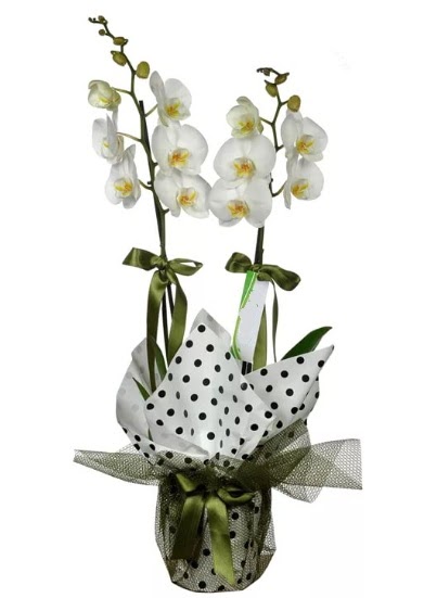 ift Dall Beyaz Orkide  Hediye iek iek , ieki , iekilik 