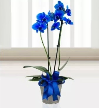ift dall mavi orkide  Hediye iek iek online iek siparii 