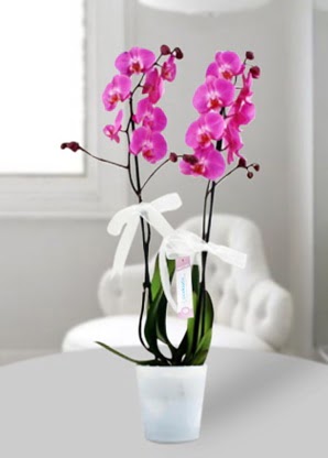 ift dall mor orkide  Hediye iek iek yolla , iek gnder , ieki  
