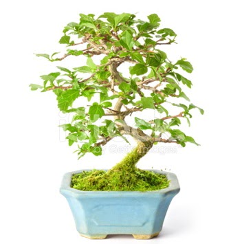 S zerkova bonsai ksa sreliine  Hediye iek cicekciler , cicek siparisi 