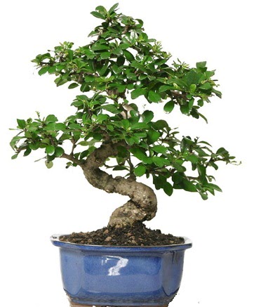 21 ile 25 cm aras zel S bonsai japon aac  Hediye iek hediye sevgilime hediye iek 