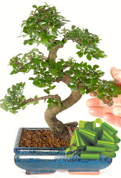 Yaklak 25 cm boyutlarnda S bonsai  Hediye iek yurtii ve yurtd iek siparii 
