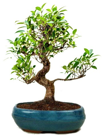 25 cm ile 30 cm aralnda Ficus S bonsai  Hediye iek uluslararas iek gnderme 