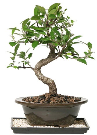 Altn kalite Ficus S bonsai  Hediye iek hediye sevgilime hediye iek  Sper Kalite