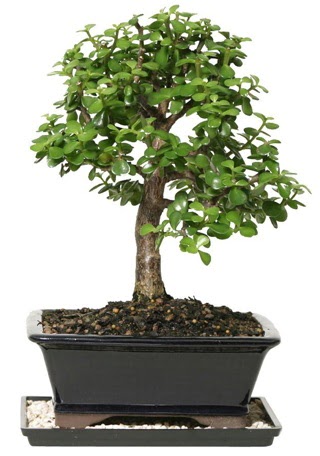 15 cm civar Zerkova bonsai bitkisi  Hediye iek yurtii ve yurtd iek siparii 