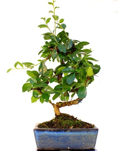S gvdeli carmina bonsai aac  Hediye iek 14 ubat sevgililer gn iek  Minyatr aa