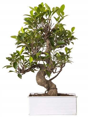 Exotic Green S Gvde 6 Year Ficus Bonsai  Hediye iek uluslararas iek gnderme 