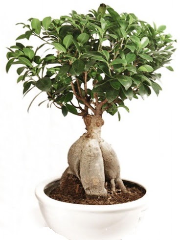 Ginseng bonsai japon aac ficus ginseng  Hediye iek cicekciler , cicek siparisi 