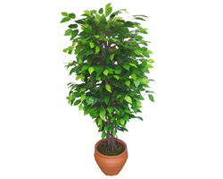 Ficus Benjamin 1,50 cm   Hediye iek ucuz iek gnder 