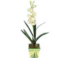 zel Yapay Orkide Beyaz   Hediye iek online iek gnderme sipari 
