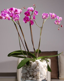  Hediye iek yurtii ve yurtd iek siparii  2 dal orkide cam yada mika vazo ierisinde