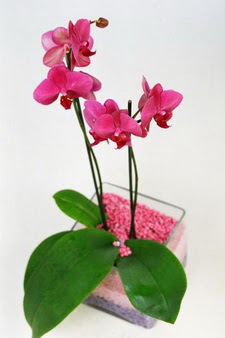 Hediye iek gvenli kaliteli hzl iek  tek dal cam yada mika vazo ierisinde orkide