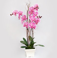  Hediye iek ieki telefonlar  2 adet orkide - 2 dal orkide