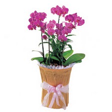  Hediye Çiçek çiçek gönderme sitemiz güvenlidir  saksi iiçerisinde 3 dal orkide