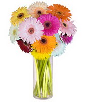  Hediye Çiçek İnternetten çiçek siparişi  Farkli renklerde 15 adet gerbera çiçegi