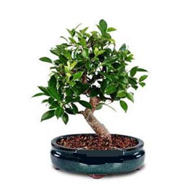 ithal bonsai saksi iegi  Hediye iek yurtii ve yurtd iek siparii 