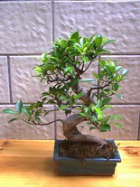 ithal bonsai saksi iegi  Hediye iek hediye iek yolla 