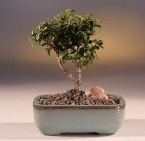  Hediye iek 14 ubat sevgililer gn iek  ithal bonsai saksi iegi  Hediye iek online ieki , iek siparii 